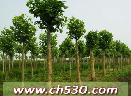 【一年生国槐价格福建省罗源县一年生国槐小苗
